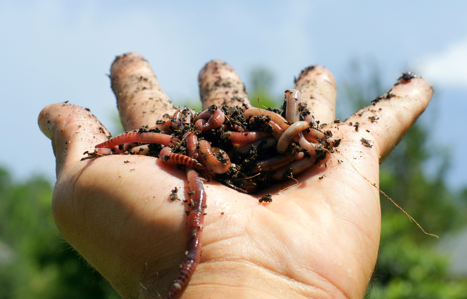 hand holding soil and worms